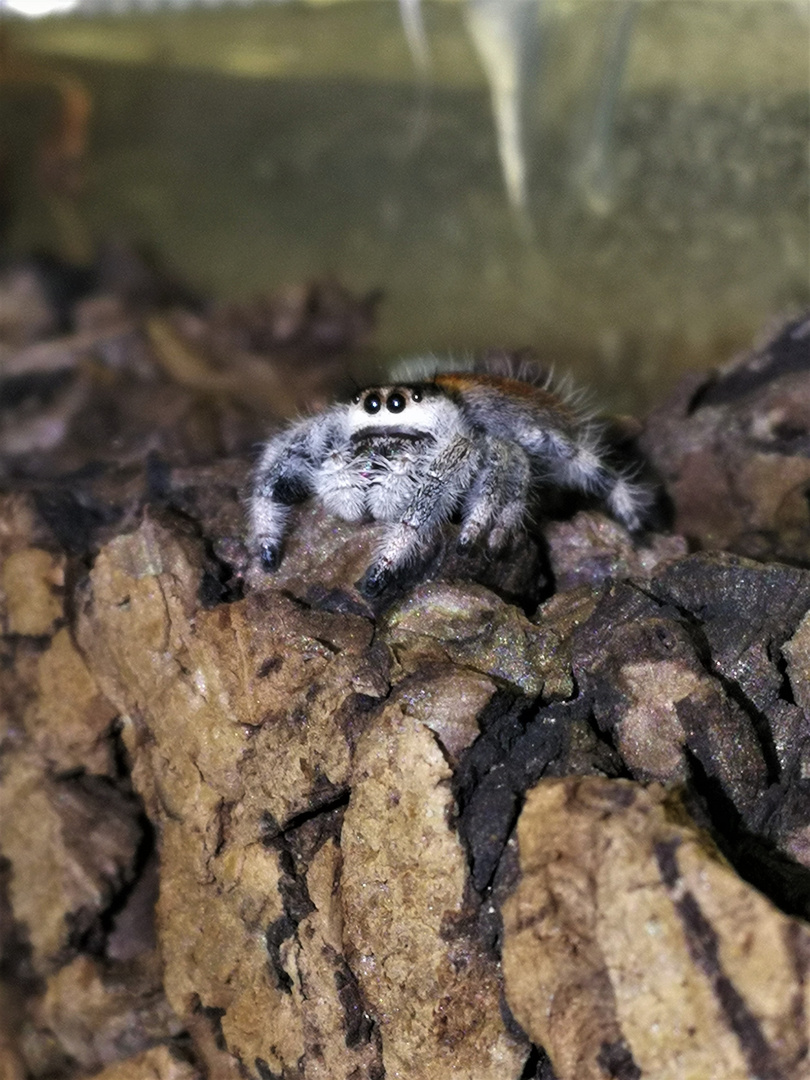 phidippus regius 