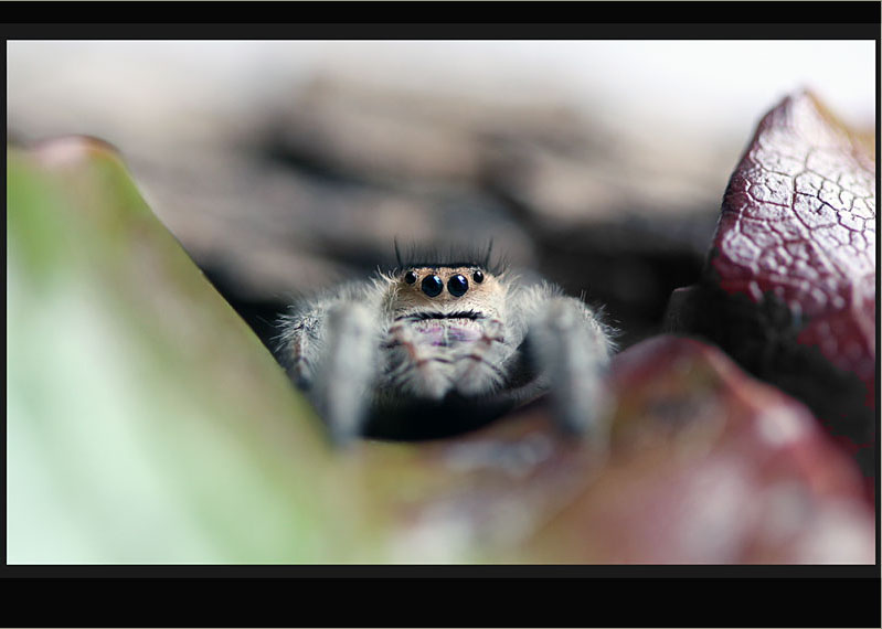 Phidippus regius