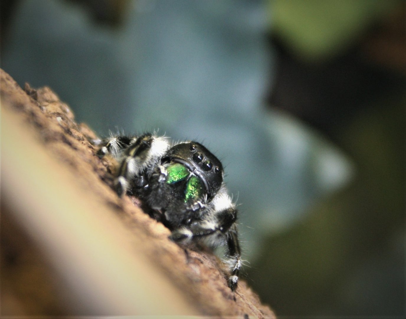 Phidippus Regius Otiosus Männchen 