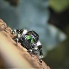 Phidippus Regius Otiosus Männchen 