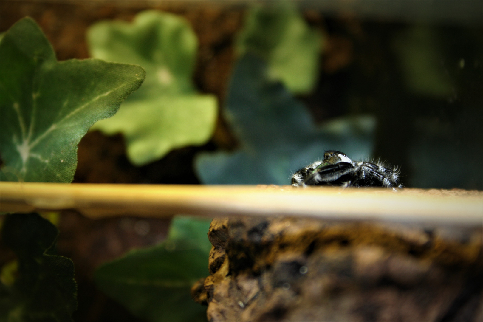 Phidippus Regius Otiosus Männchen 