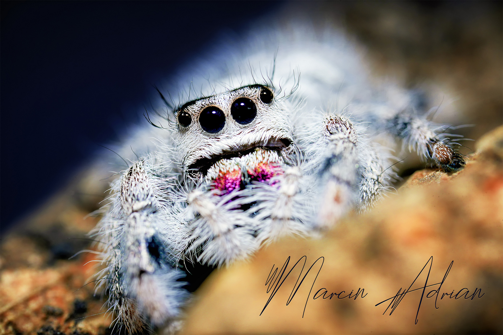 Phidippus regius white Bahamas