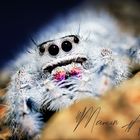 Phidippus regius white Bahamas