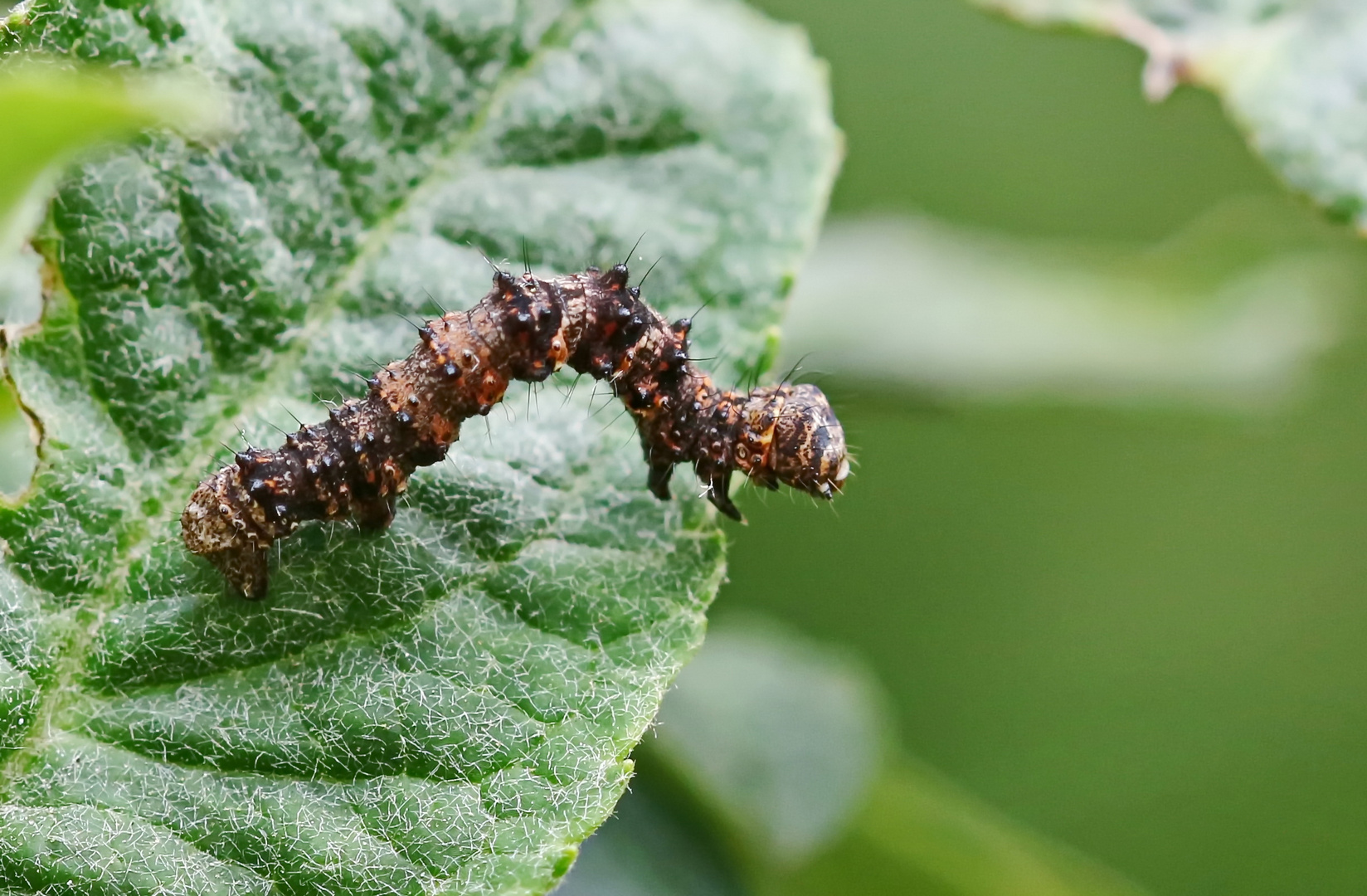 Phigalia pilosaria, Raupe