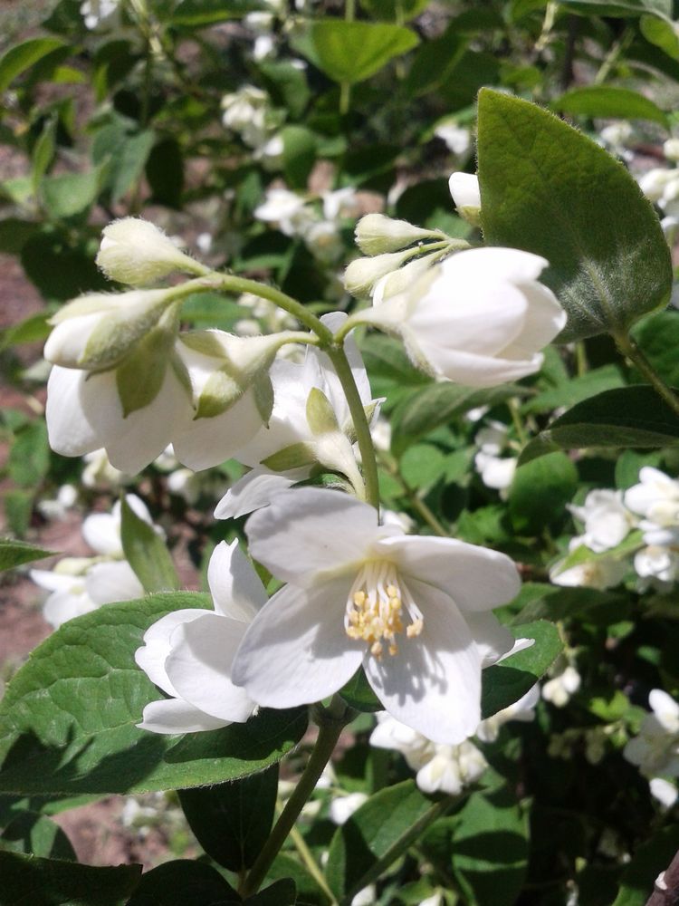 Philadélphus Foto & Bild pflanzen, pilze & flechten, blüten