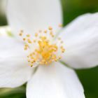 Philadelphus coronarius