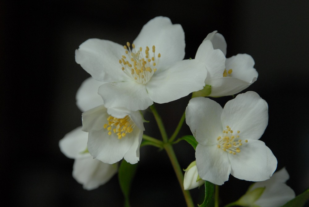 PHILADELPHUS CORONARIUS