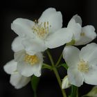 PHILADELPHUS CORONARIUS