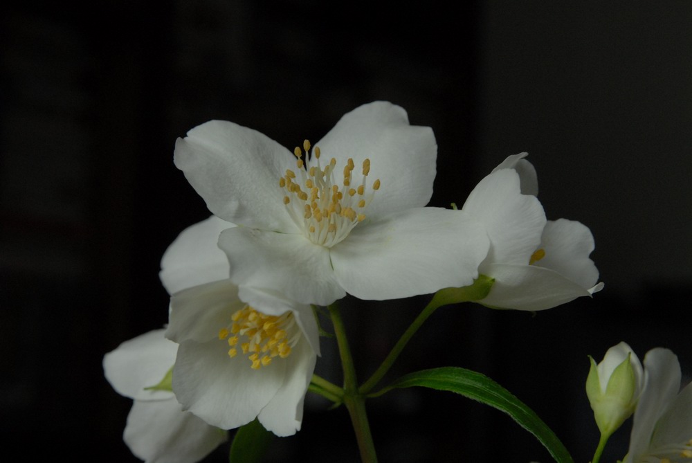 Philadelphus Coronarius(Giglio della Madonna)