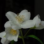 Philadelphus Coronarius(Giglio della Madonna)