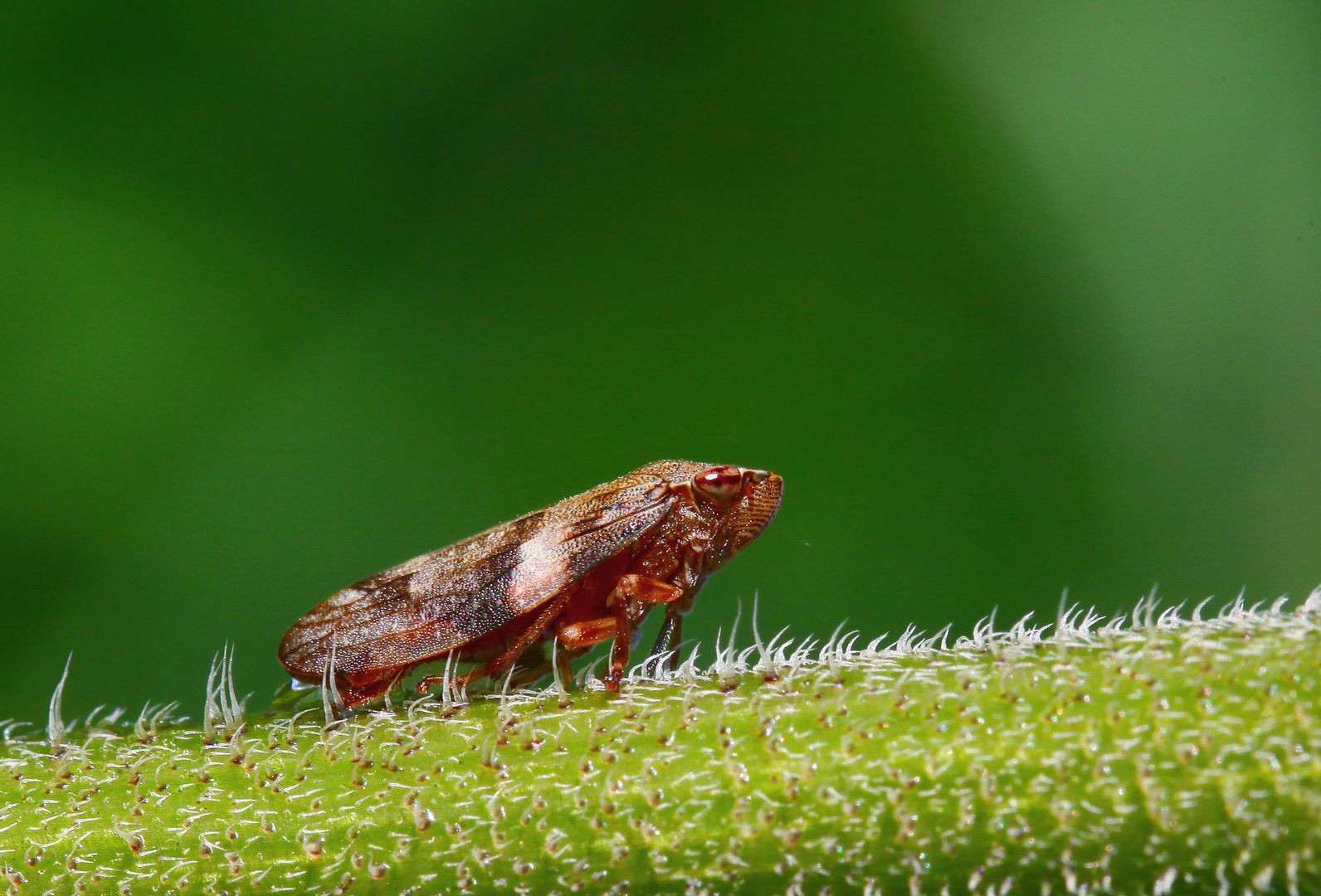 Philaenus spumarius, Wiesenschaumzikade