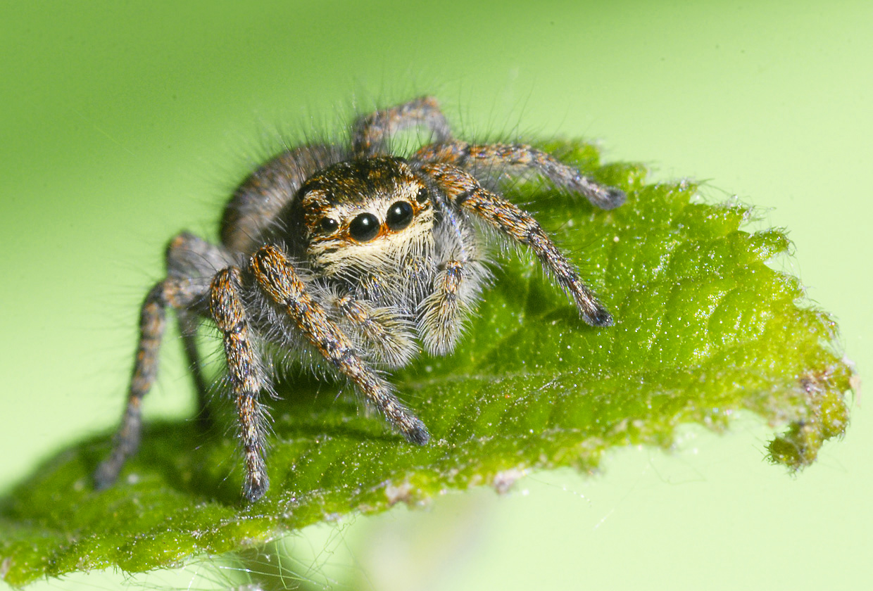 Philaeus chrysops