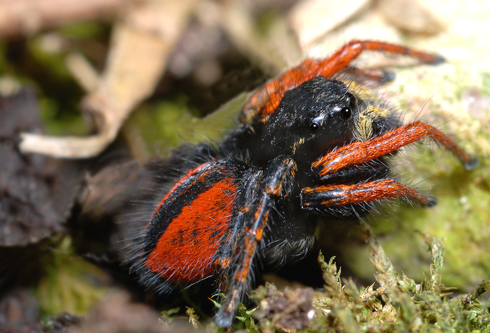 Philaeus chrysops