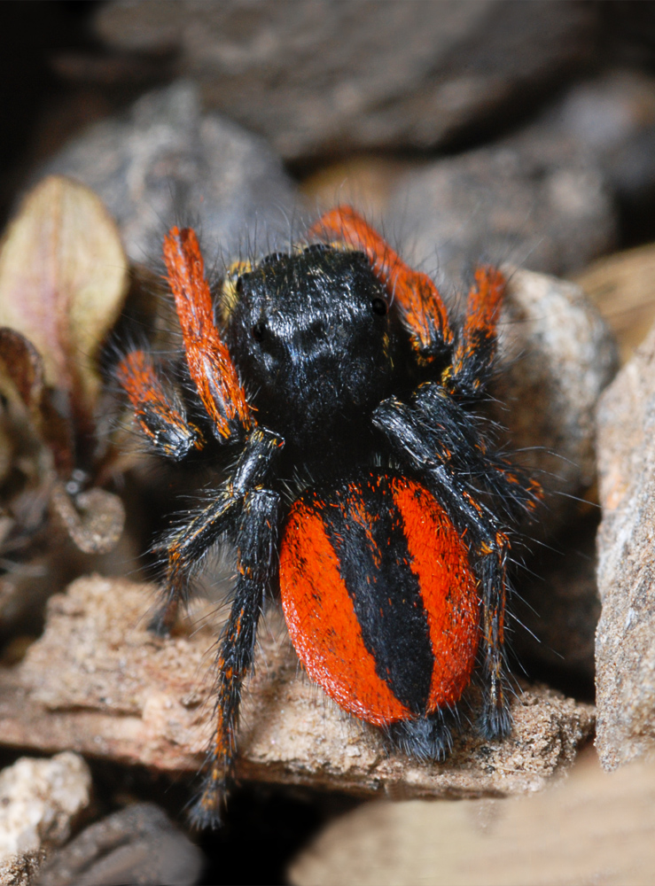 Philaeus chrysops