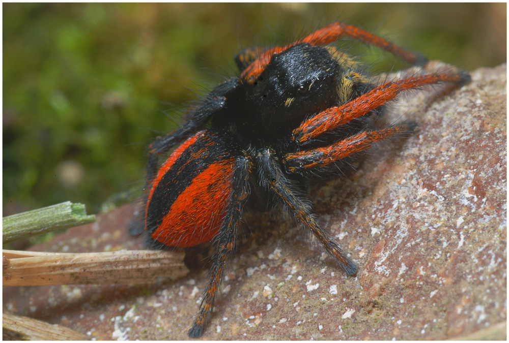 Philaeus chrysops