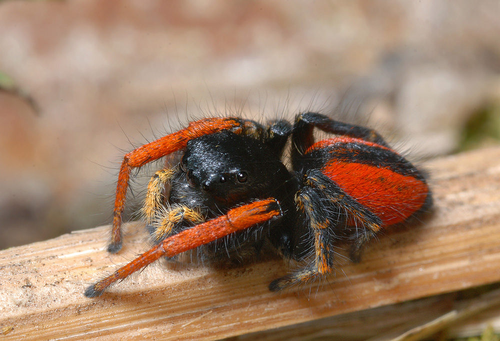 Philaeus chrysops, Männchen