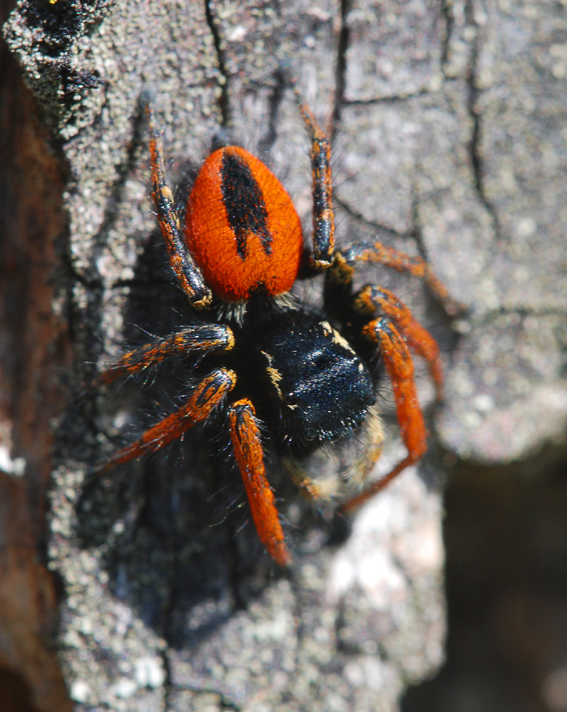 Philaeus chrysops, Männchen