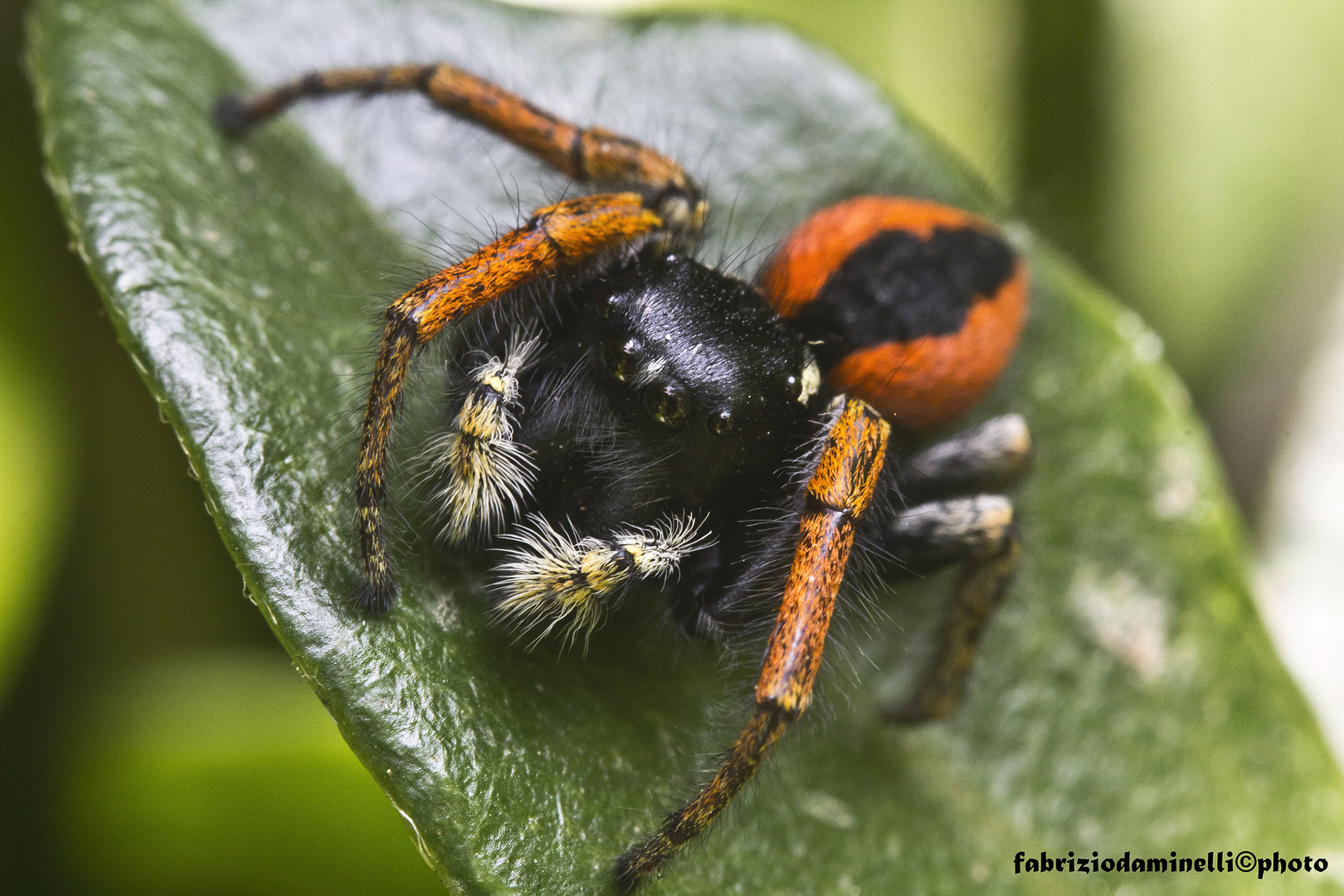 Philaeus chrysops - ragno saltatore rosso