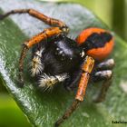 Philaeus chrysops - ragno saltatore rosso