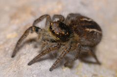 Philaeus chrysops, Weibchen