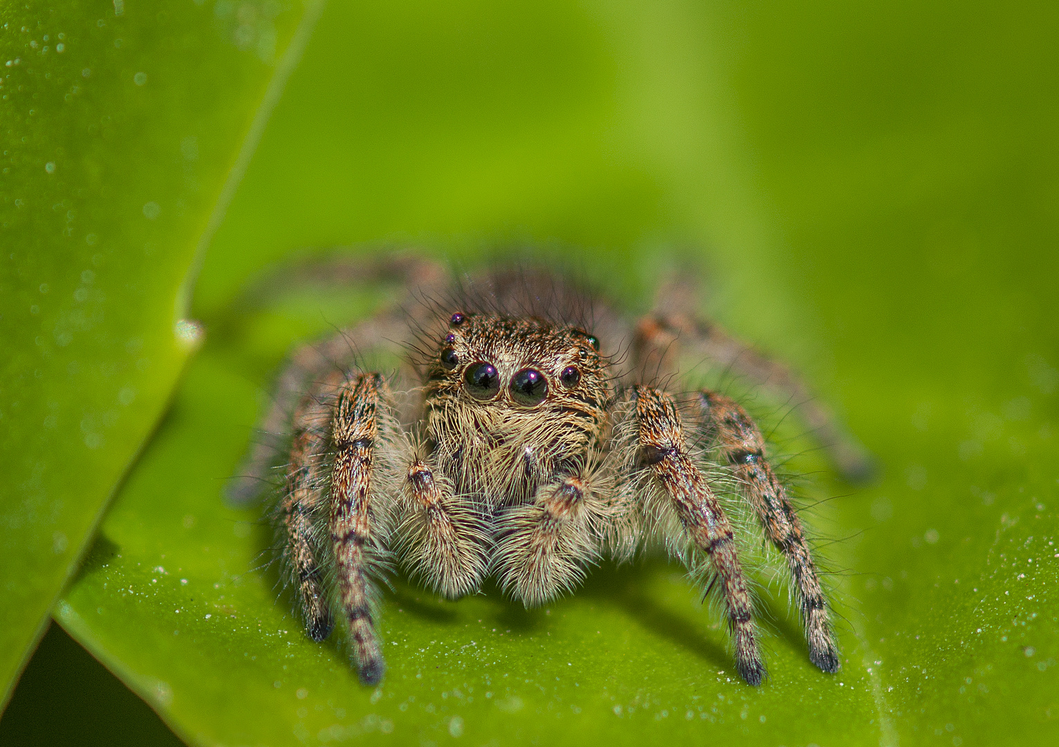 Philaeus Crysops (female)