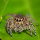 Philaeus Crysops (female)