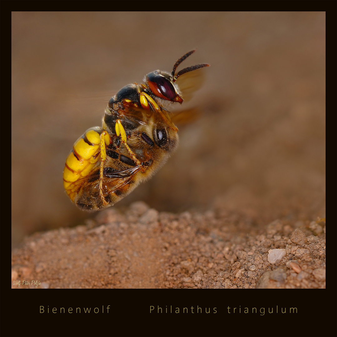 Philanthus triangulum, Bienenwolf (Fam. Grabwespen) 