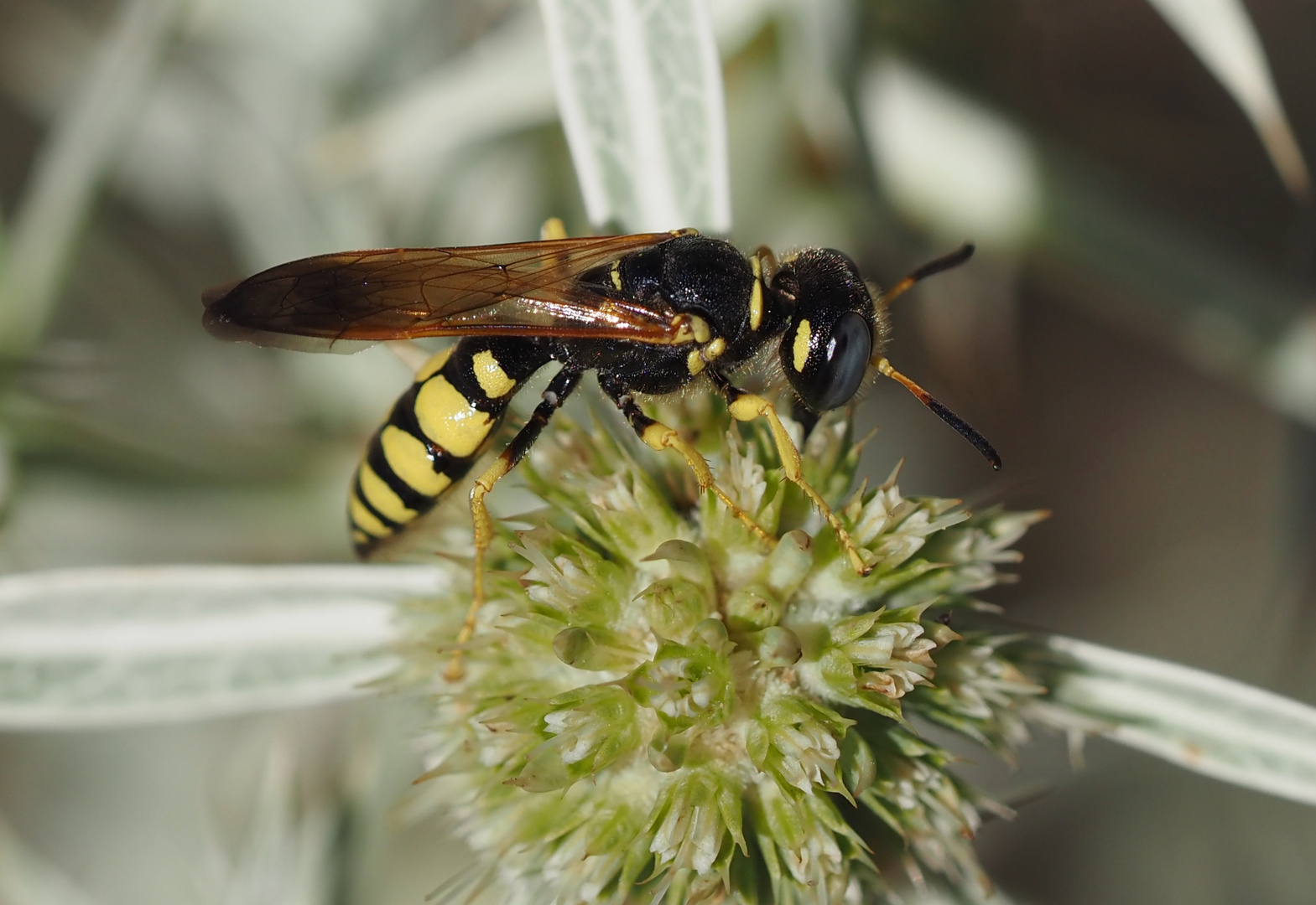 Philanthus venustus w