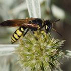 Philanthus venustus w