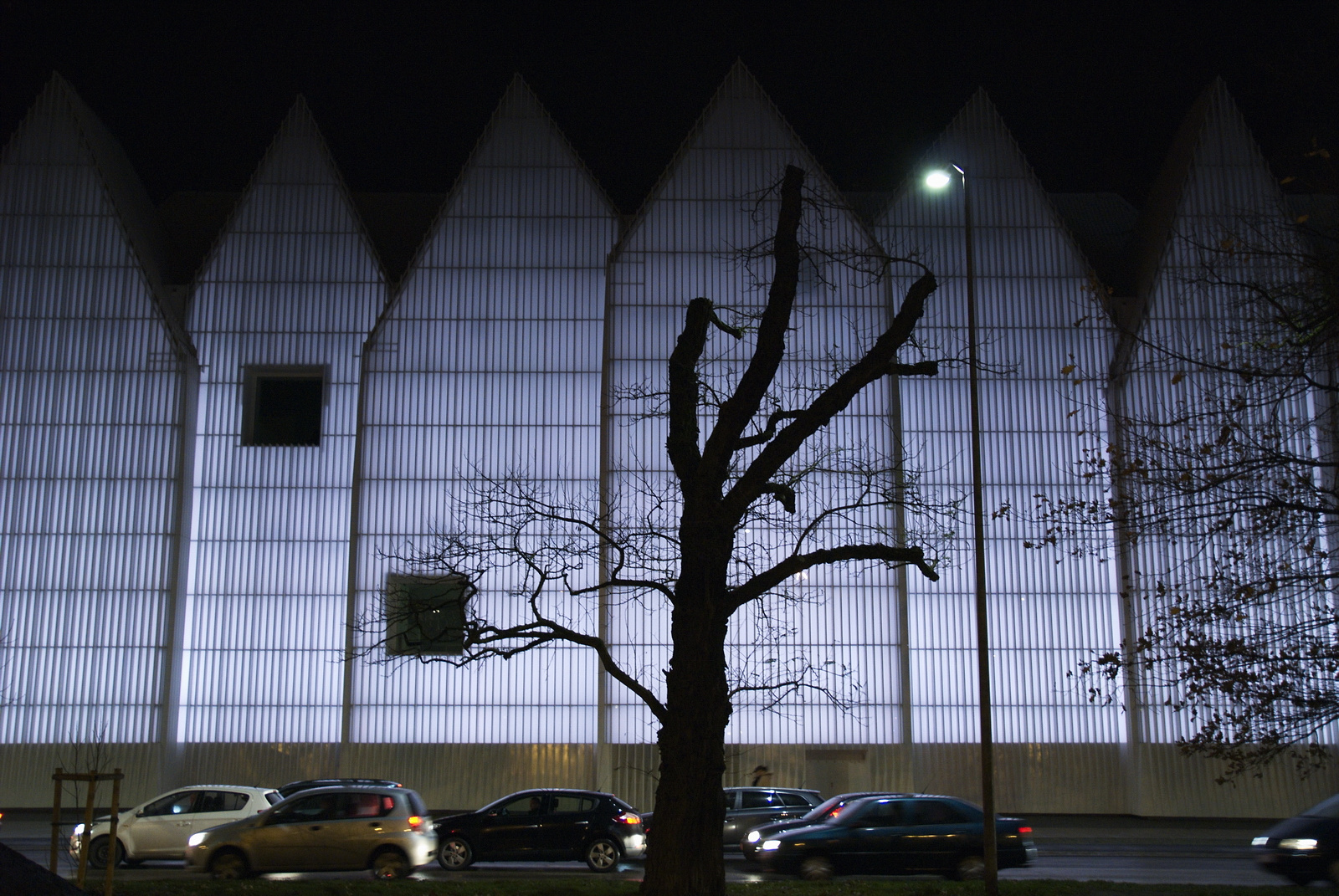 Philharmonie und ein Baum