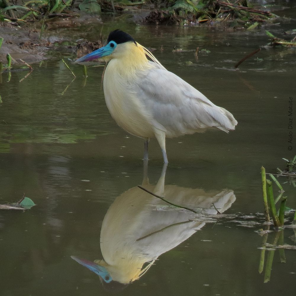 Philherodius pileatus