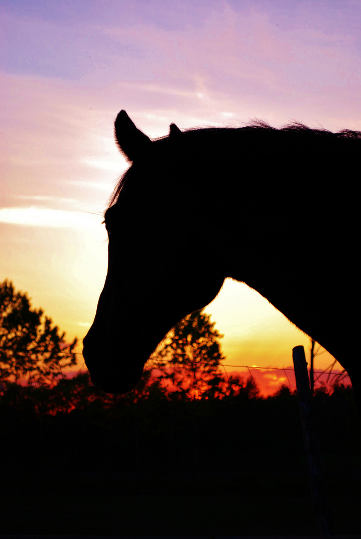 Philip sunset