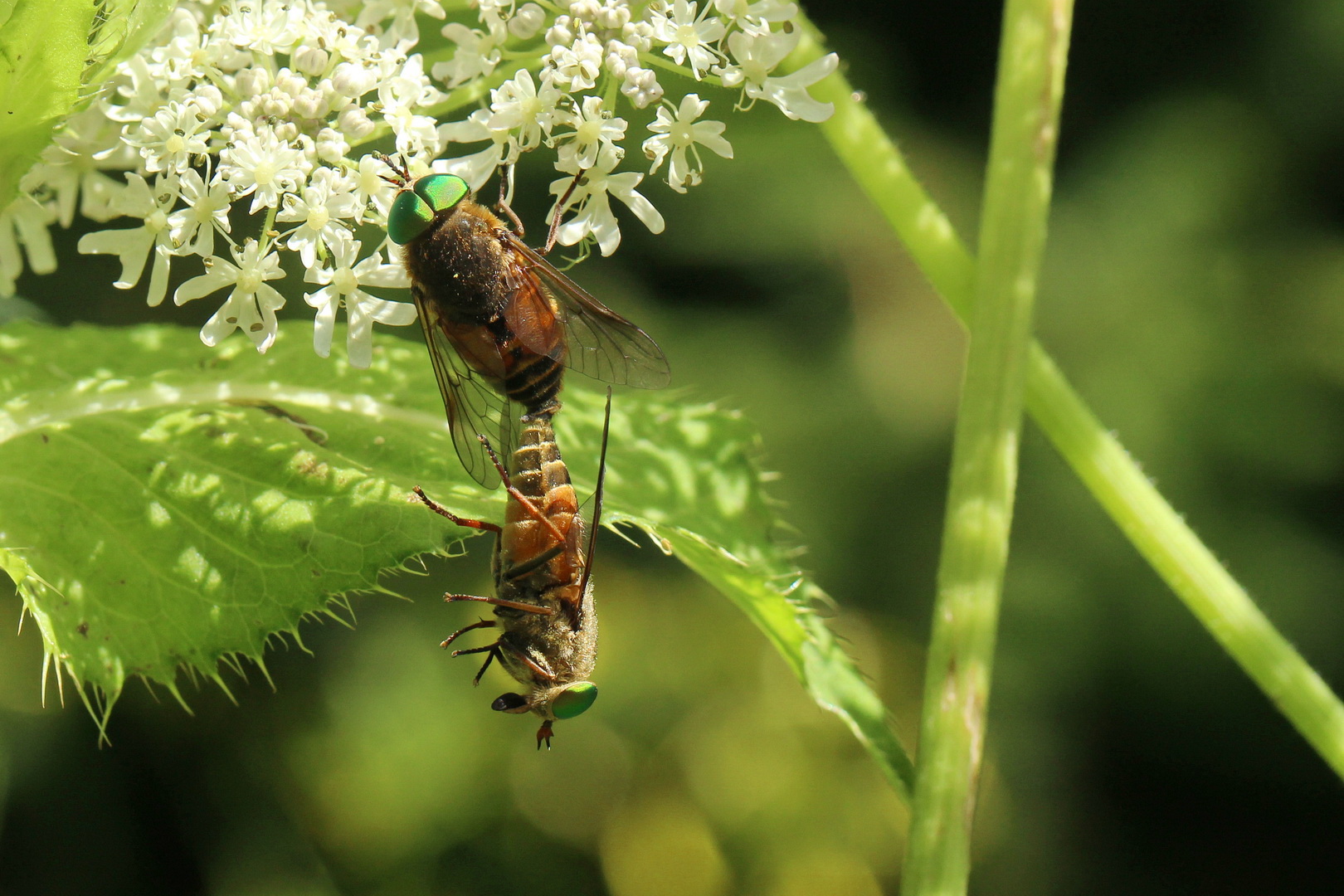 Philipomyia aprica