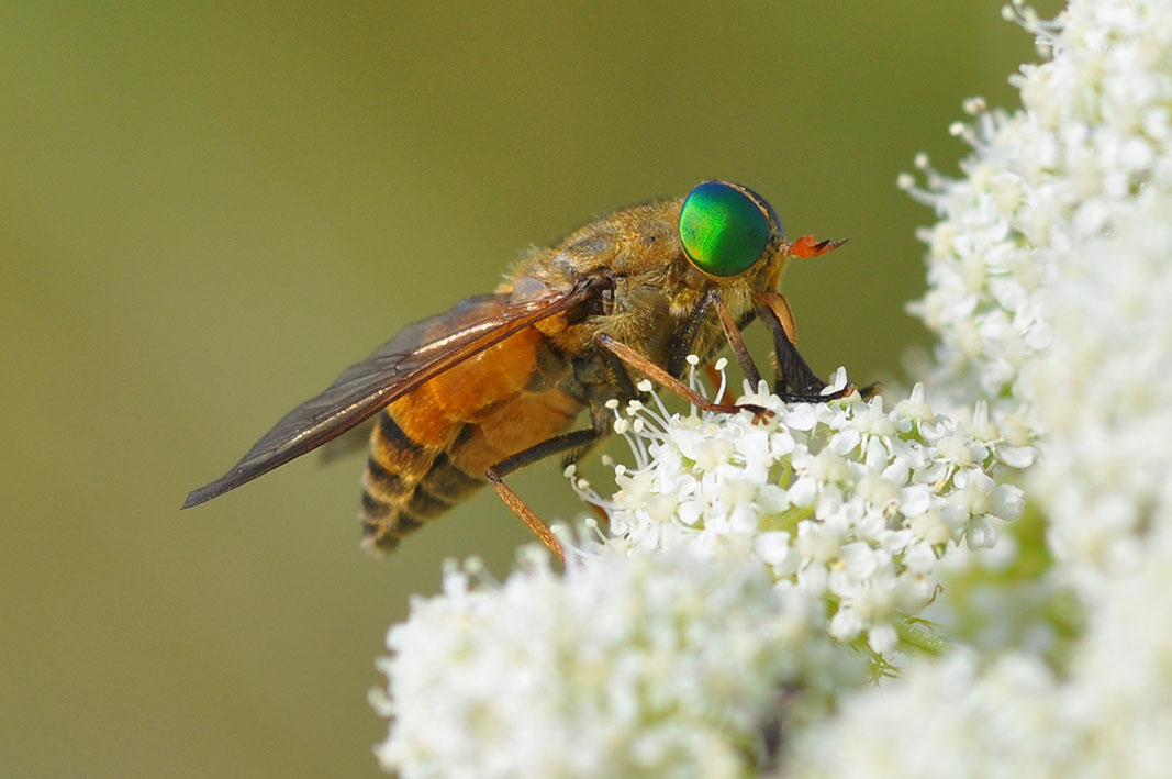 Philipomyia aprica