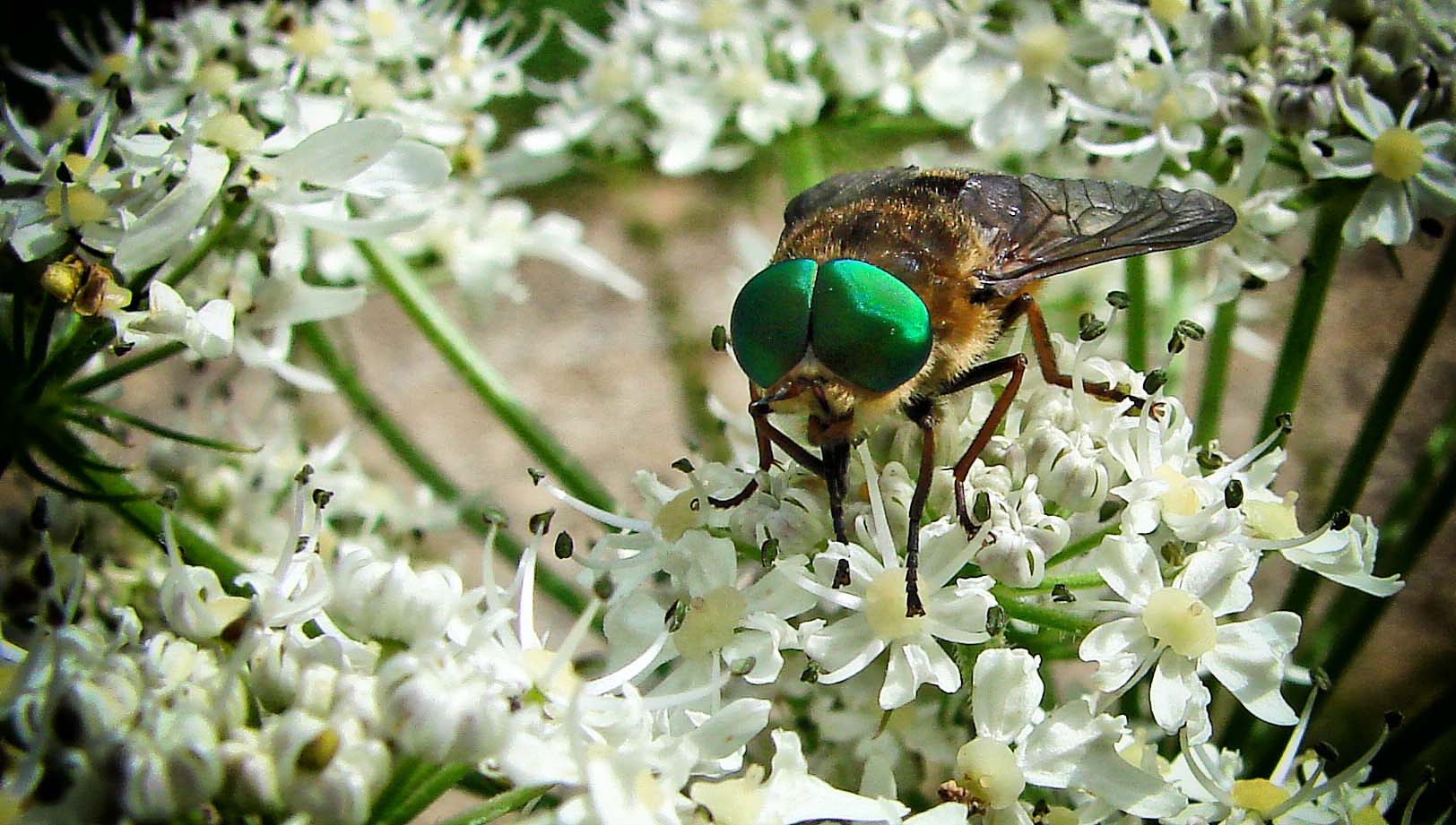 Philipomyia aprica mâle