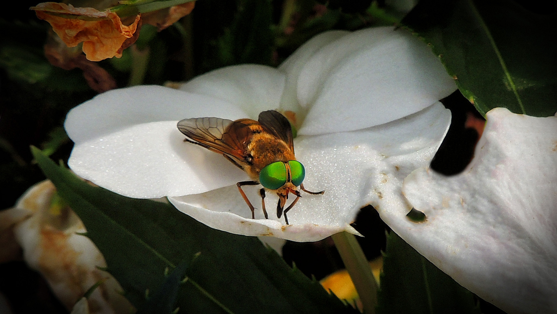 Philipomyia graeca, femelle taon .