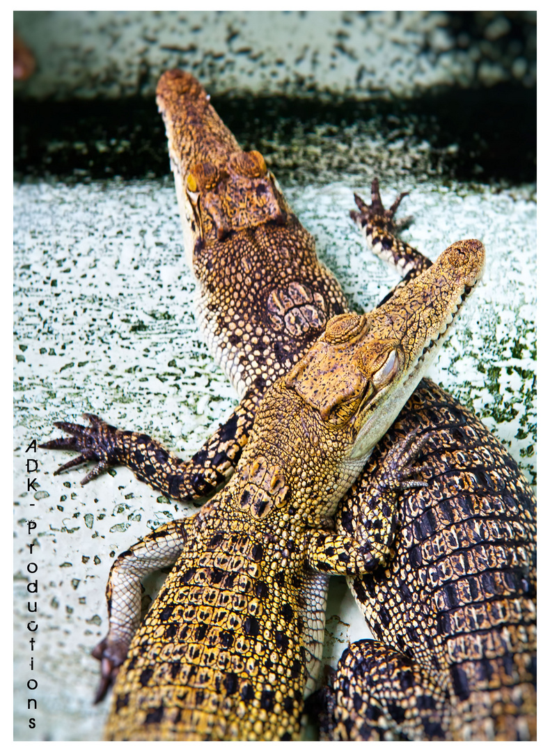 Philippine Croccodiles