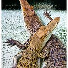 Philippine Croccodiles