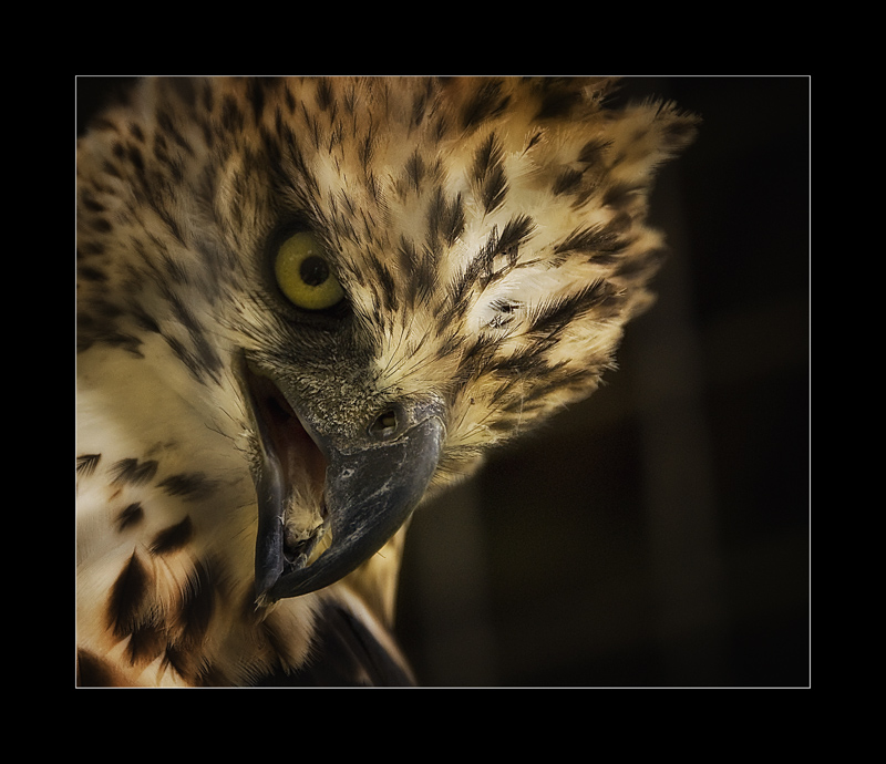 Philippine Eagle