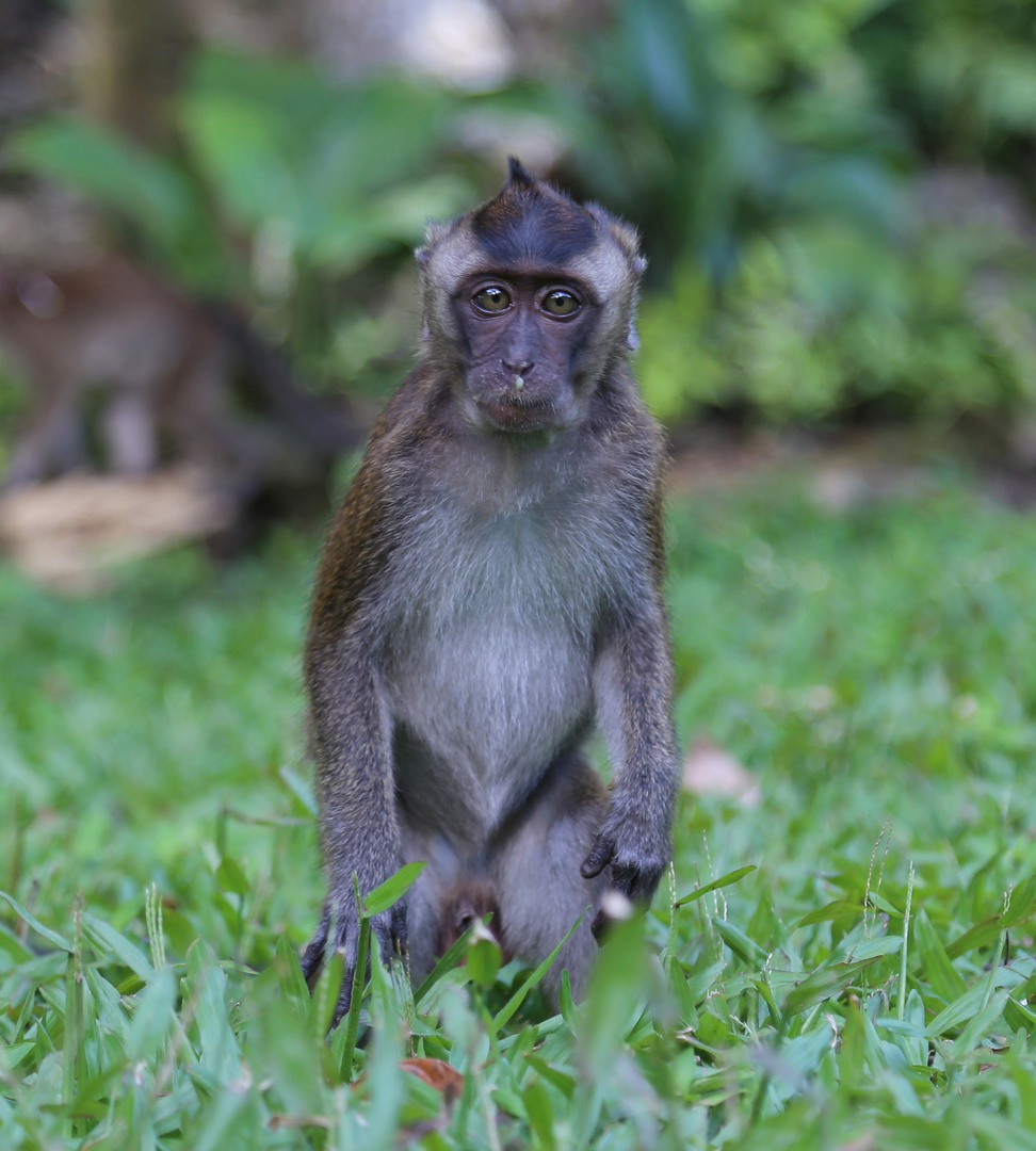 Philippine long-tailed macaque baby