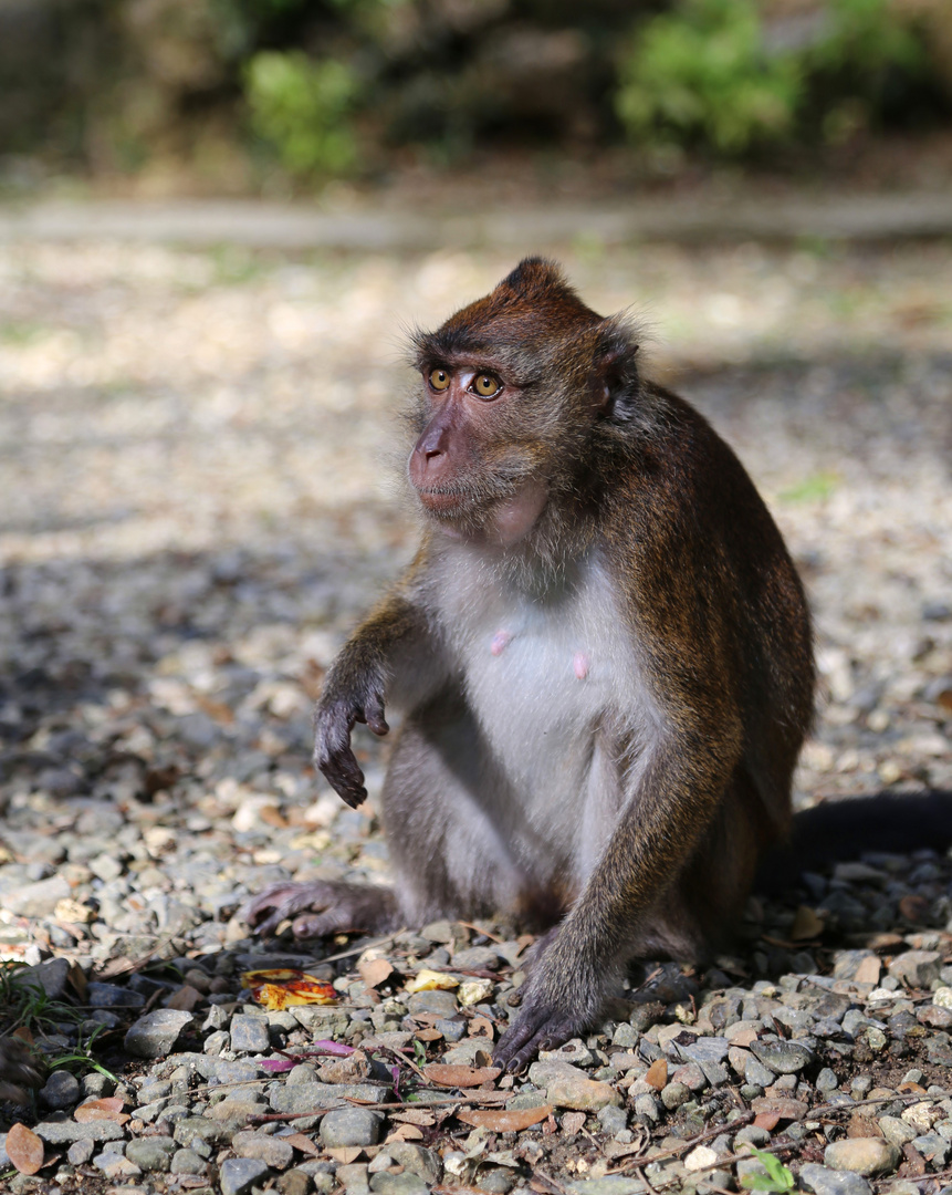 Philippine long-tailed macaque I