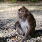 Philippine long-tailed macaque I