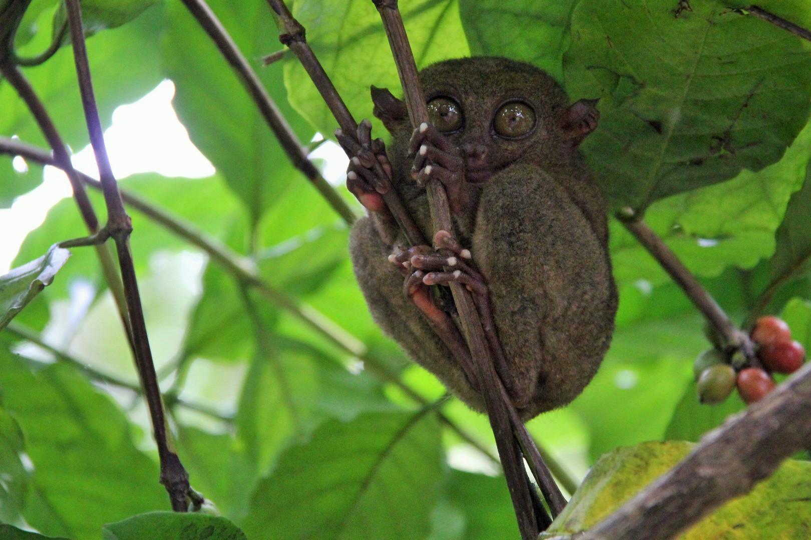 Philippine Tarsier -  (Carlito syrichta)