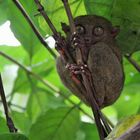 Philippine Tarsier -  (Carlito syrichta)