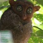 Philippinen-Koboldmaki (Tarsius syrichta)