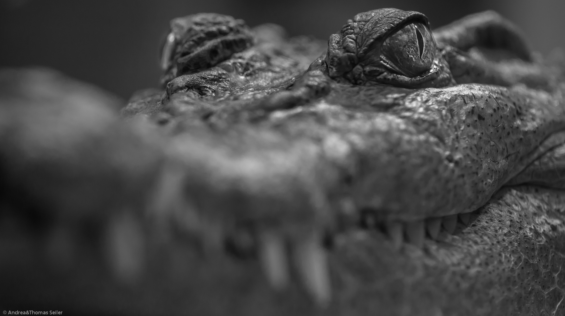 Philippinen-Krokodil