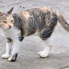 Philippinische Katze
