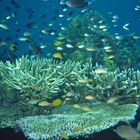 ' philippinische ' Korallen