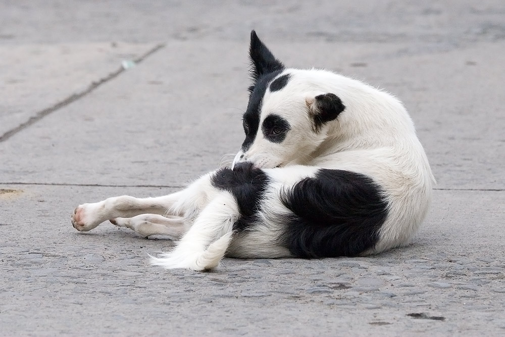 Philippinischer Hund