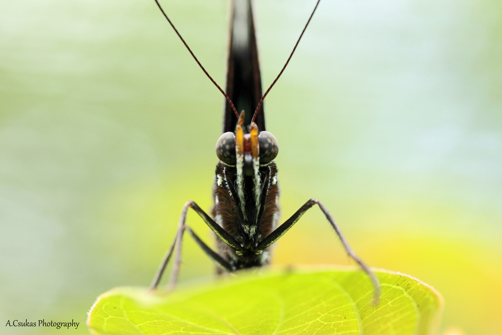 Philippinischer Schmetterling